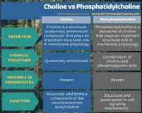 What is the difference between choline bitartrate and phosphatidylcholine?