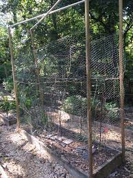 tomato caging to deter squirrels