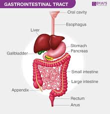 gastrointestinal tract definition