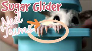 sugar glider nail trims how to cut