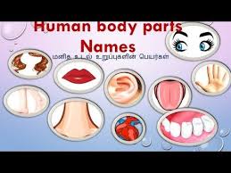 Learn tamil parts of the body vocabulary << >> click enter to move to next tamil partsofthebody vocabulary. Pin On English And Tamil