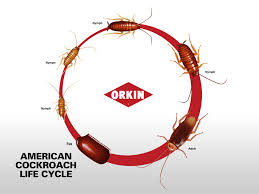 American Cockroach Life Cycle Stages Phases Of American Roach