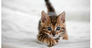 Are bengal cats family friendly? Bengal Breeders Australia Bengal Info Kittens
