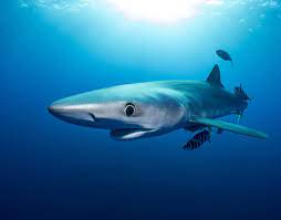 El tiburón azul, un veloz viajero recorre los océanos del mundo