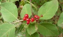 Lonicera xylosteum (LONXY)[Overview]| EPPO Global Database