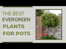 Low Maintenance Evergreen Pots That