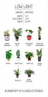 low light loving plants that you can