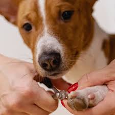 4 reasons why dogs nail trims
