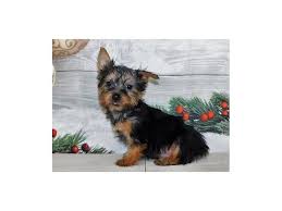 The yorki poo can have a long, straight, silky coat like the yorkshire terrier, a fine frizzy, wooly coat like the. Silky Terrier Puppies Petland Bolingbrook Il