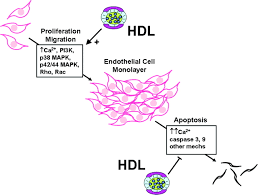 Ldl cholesterol differences, symptoms, causes (stds), treatment, and cure. Endothelial And Antithrombotic Actions Of Hdl Circulation Research
