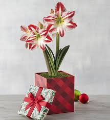 christmas amaryllis plants bulb