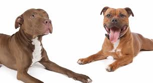 Have you ever wondered 'what's the difference between a pitbull and a staffordshire bull terrier?' or 'are sta. Staffordshire Bull Terrier Vs Pitbull Which Is Best