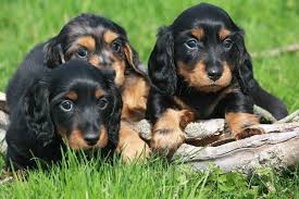 puppies dachshunds sonoma german