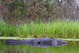 wild alligators in florida
