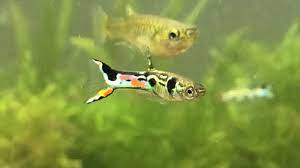These are more brilliant electric colored than the blue cardinal or neon tetras. Poecilia Wingei Wikipedia