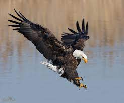 bald eagle in a dramatic flight posture