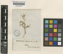 Maresia nana (DC.) Batt. | Plants of the World Online | Kew Science