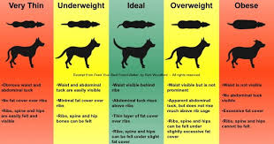 How Do I Measure Out Raw Food For Dogs And How Much Raw