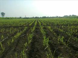 Sugarcane Farming Image Video