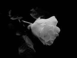 rose flower white roses black white