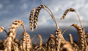 Image result for wheat photo