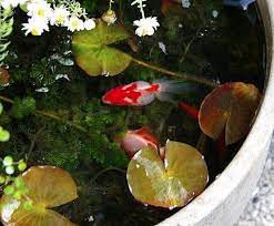 Fish For Container Water Gardens