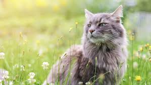 best flea treatment for cats