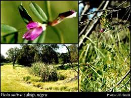Vicia sativa subsp. nigra (L.) Ehrh.: FloraBase: Flora of Western ...