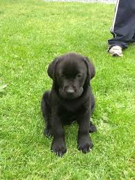 Dog breeders and puppies for sale in oregon. Labrador Puppies For Sale Craigslist Dogs Breeds And Everything About Our Best Friends
