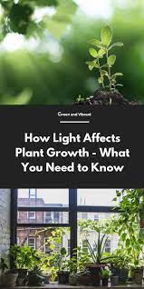 how light affects plant growth what