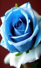 cute blue rose stock photos royalty