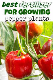 best fertilizer for peppers creative