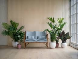 decorate a living room with plants