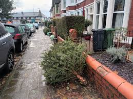 no christmas tree collections conducted