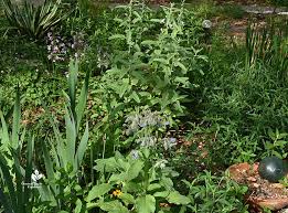 Central Texas Gardener