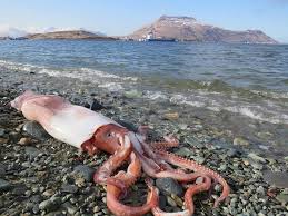 The mild flavor makes squid a good introductory seafood; Huge Clubhook Squid Washes Up In The Aleutian Islands Deep Ocean Earth Touch News