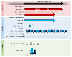 Serial Analysis Of Gene Expression Wikipedia