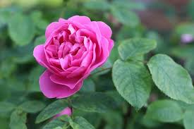 So pflanzen sie rosen ein!rosen werden nicht umsonst die königin der blumen genannt. Rosenpflege Rosen Pflanzen Schneiden Dungen Vermehren Gartendialog De