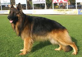 German Shepherd Dog Long Stock Coat
