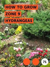 Our hard to find plants and top quality keep our customers satisfied and ensure repeat visits. Learn How To Grow Zone 9 Hydrangeas How To Guides Tips And Tricks Dogwood Trees Plants Catawba Tree