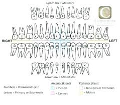 That Shows The Lettering And Teeth Chart With Letters