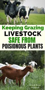 Livestock Safe From Poisonous Plants