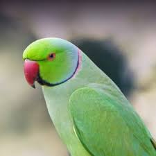 Indian Ring Necked Parakeet Personality Food Care Pet