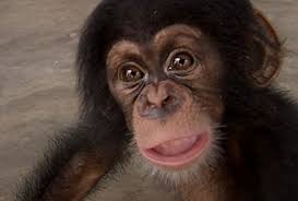 Check spelling or type a new query. The Secret Trade In Baby Chimps Bbc News