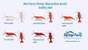 Grading Red Cherry Shrimp Neocaridina Heteropoda The