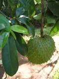 What do Spanish people call soursop?