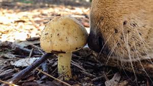 common mushroom is deadly for your dog