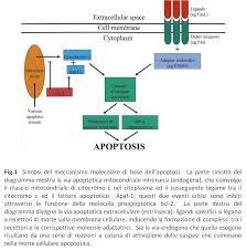 L'apoptosi è un evento di morte cellulare programmata di natura fisiologica. Farmacologia Dell Apoptosi Nelle Malattie Orali Prospettive Per Un Miglioramento Terapeutico Domenico Delfino S Blog
