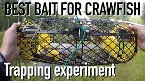 best bait to catch crawfish crayfish