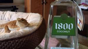 1800 coconut review you